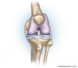 anatomy-of-a-knee-preview