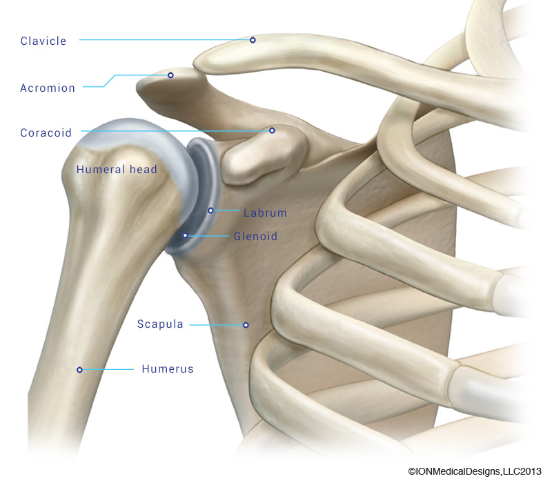 Shoulder Bones Joint Preservation Center